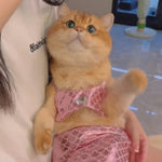 Funny Pet Mermaid Clothing