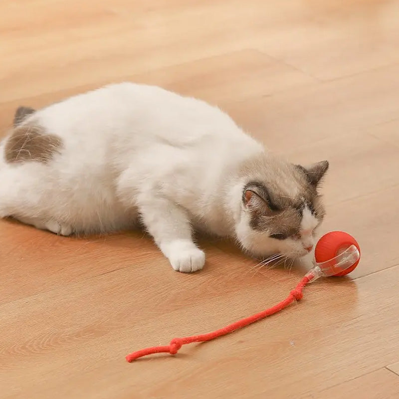 Indoor Cat Interactive Ball