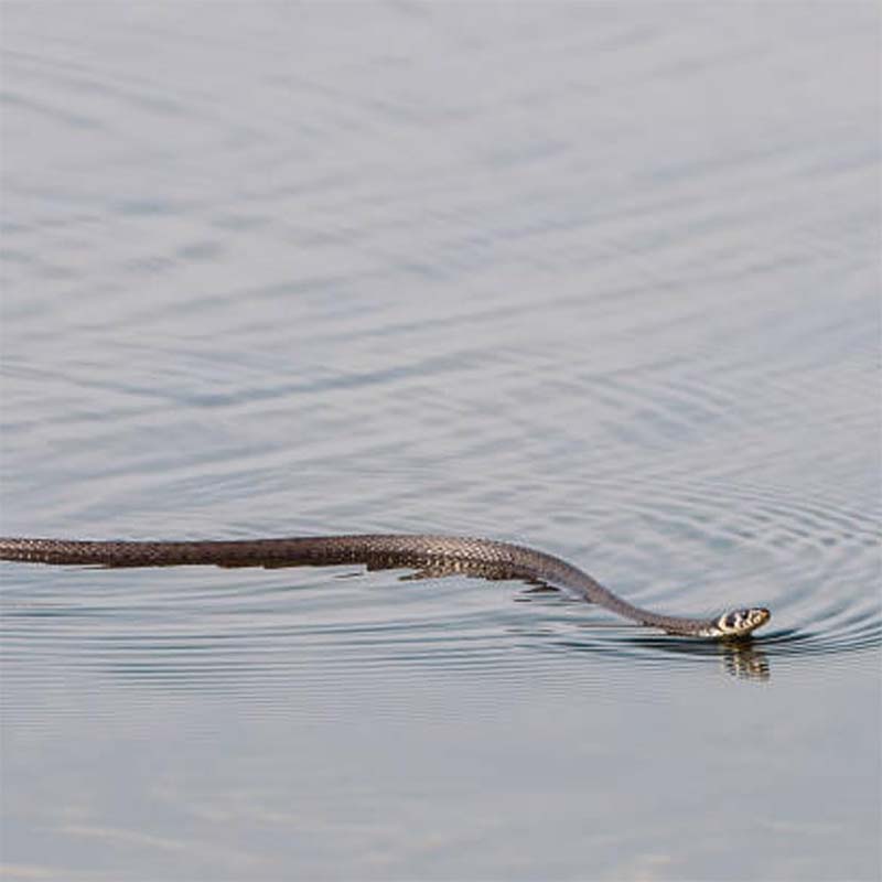 Snake Prank with String and Clip